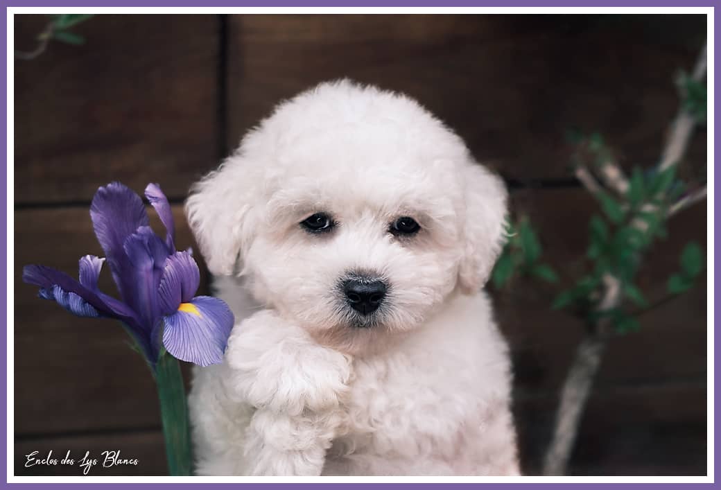 Bichon frisé en Aquitaine