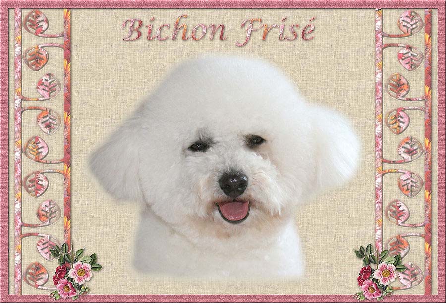 bichon à poil frisé blanc