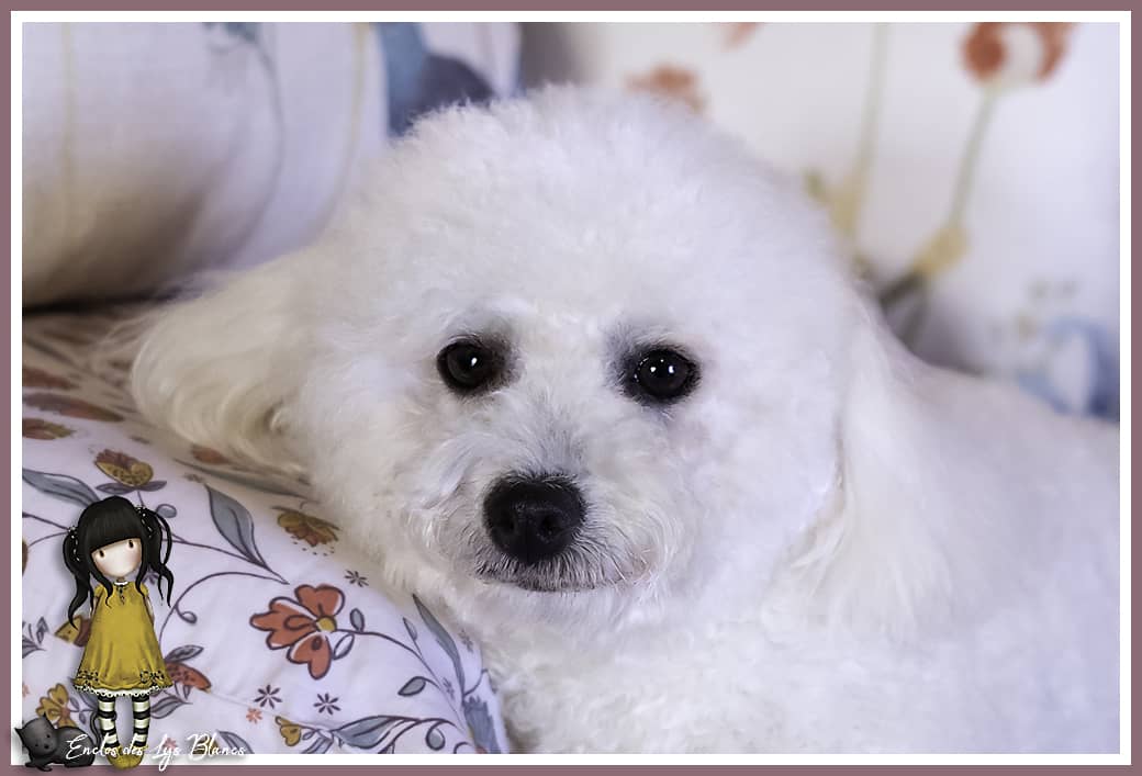 Un petit chien blanc