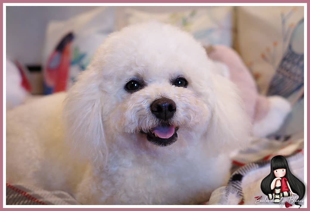 Bichon blanc