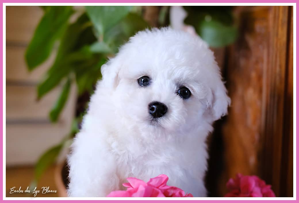 chiot bichon frisé