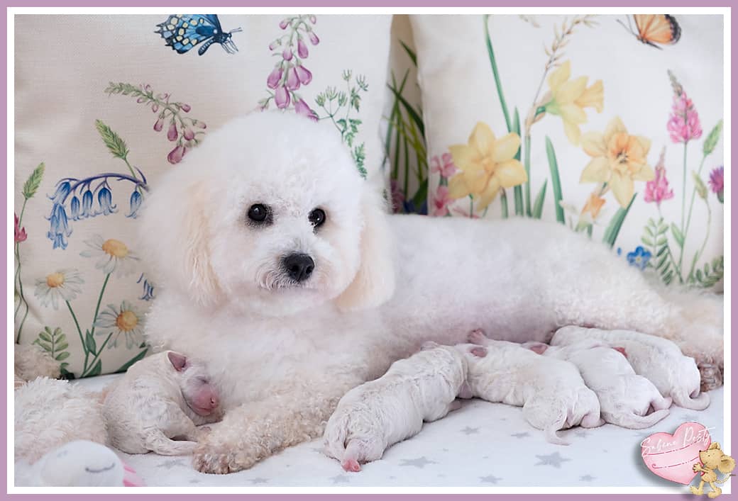 Une maman bichon et ses petits