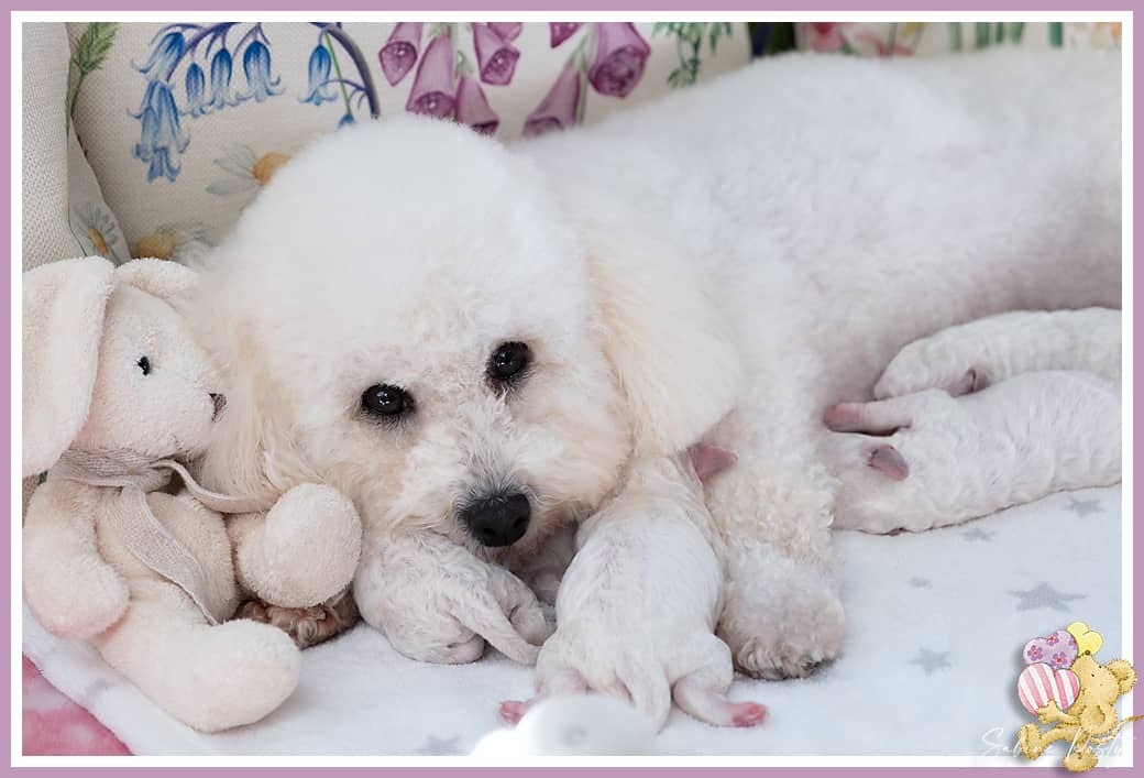 Bichon à poil frisé