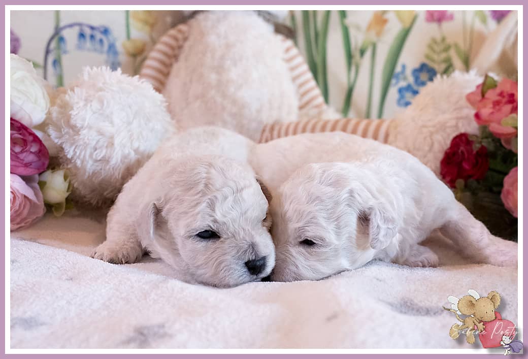 Chiots bichons