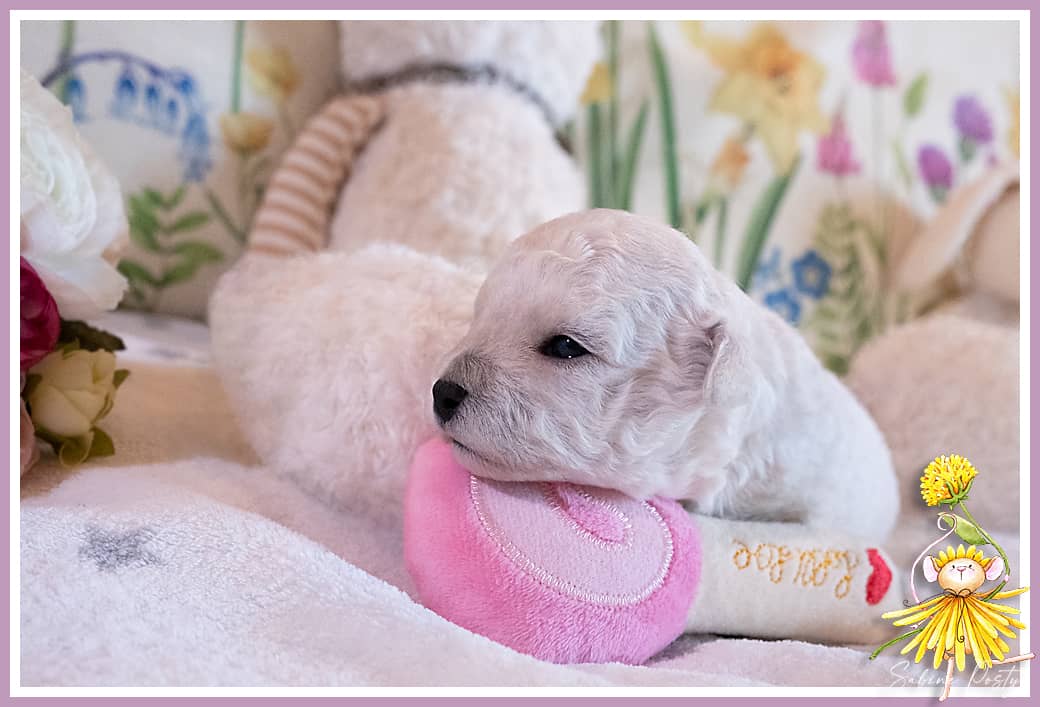 Chiots blancs qui dorment