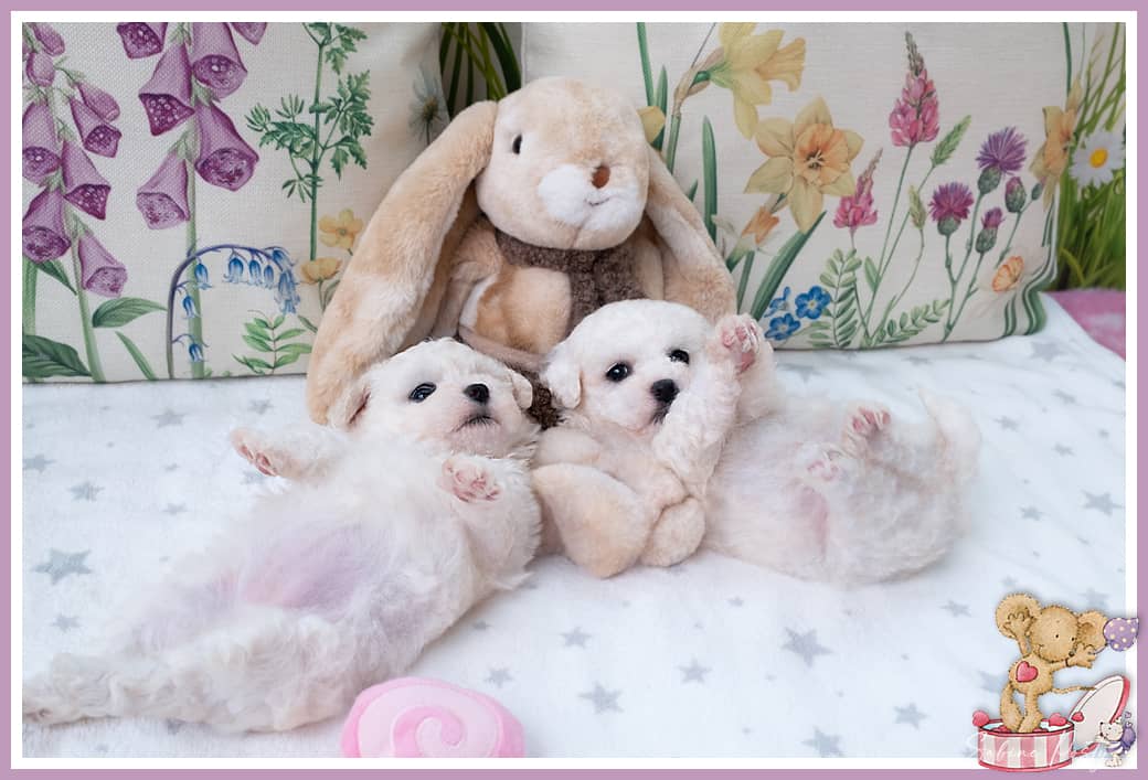 Deux chiots bichons