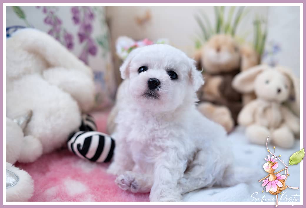 Un chiot bichon blanc