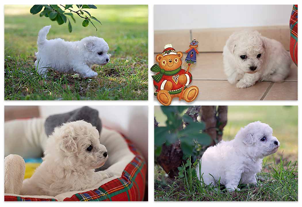 chiots bichons frisés blancs au jardin