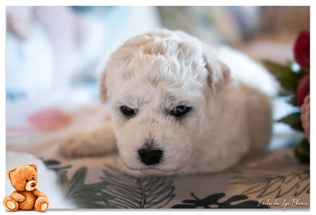 chiot bichon blanc