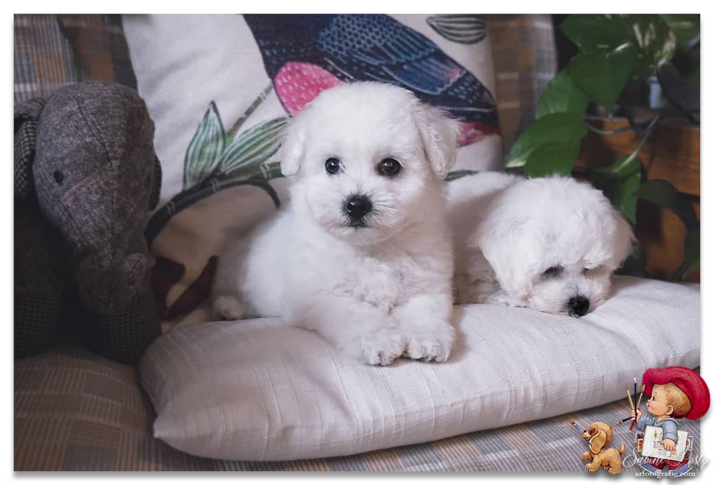 chiots bichon frise