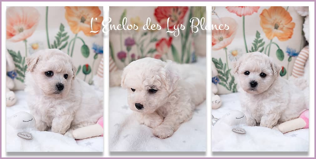 3 Chiots bichon frisé à vendre