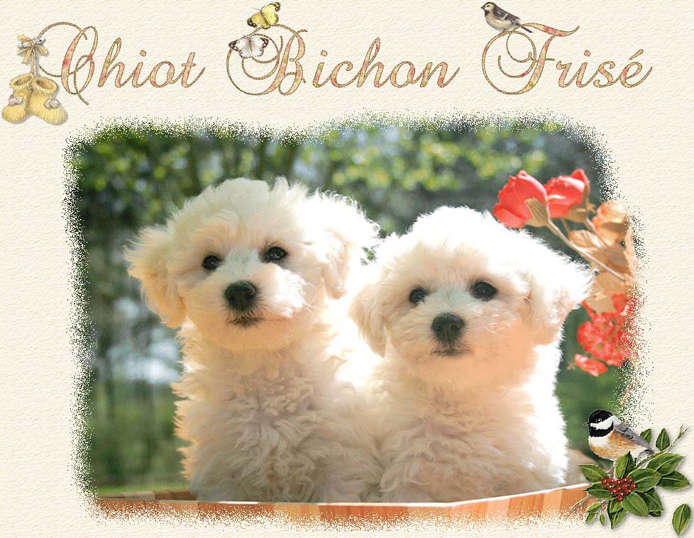 Deux chiots blancs et un petit oiseau