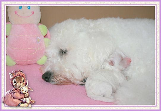 Une maman chien et son petit