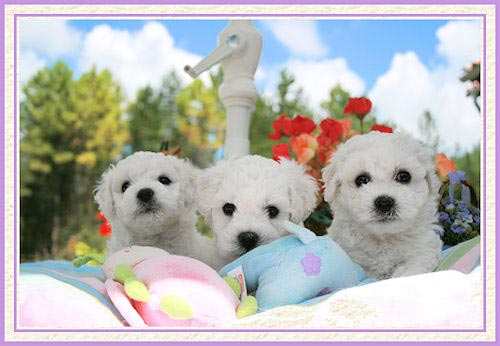 Deux chiots bichons et une girafe