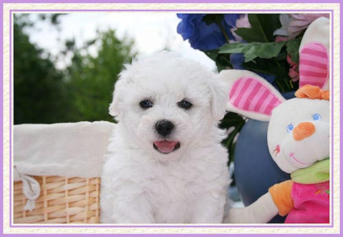Un chiot et un lapin en peluche