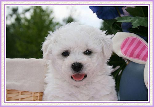 Un chiot bichon qui tire la langue