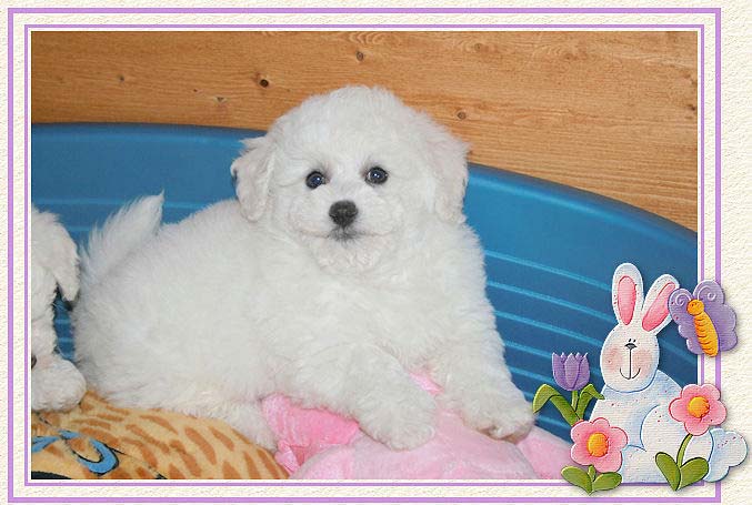 Un chiot dans sa panière bleue