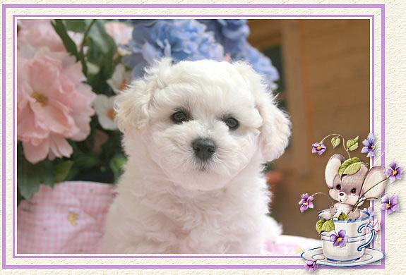 Une photo d'un chiot bichon frisé et une souris