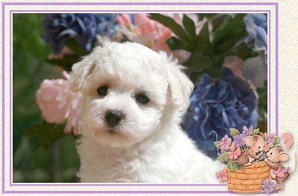 Une photo d'un chiot blanc et une petite souris
