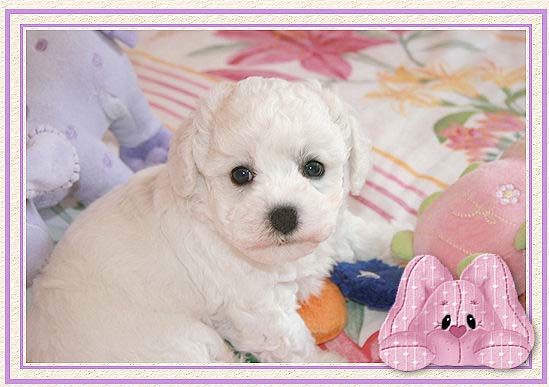 Un chiot bichon et éléphant rose