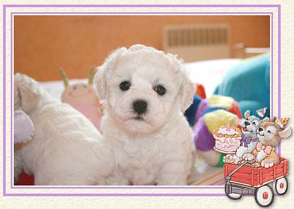 Un chiot bichon et chiens dans une charette rouge