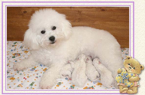 Une maman chien et ses bébés