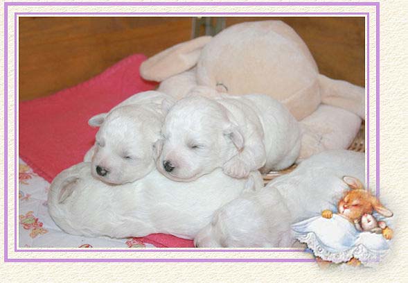 Des chiots blancs qui dorment