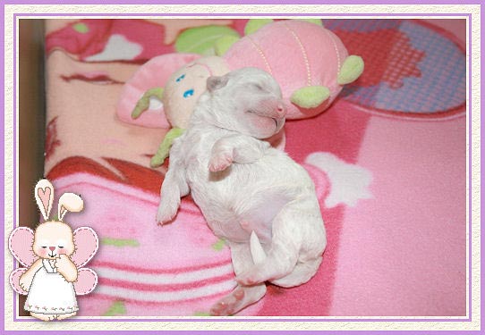 Un chiot bichon