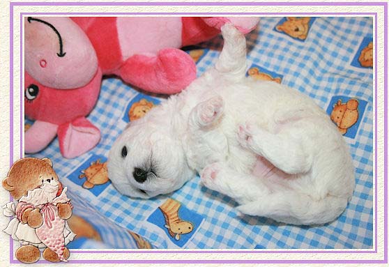 Un chiot bichon sur un drap bleu à carreaux