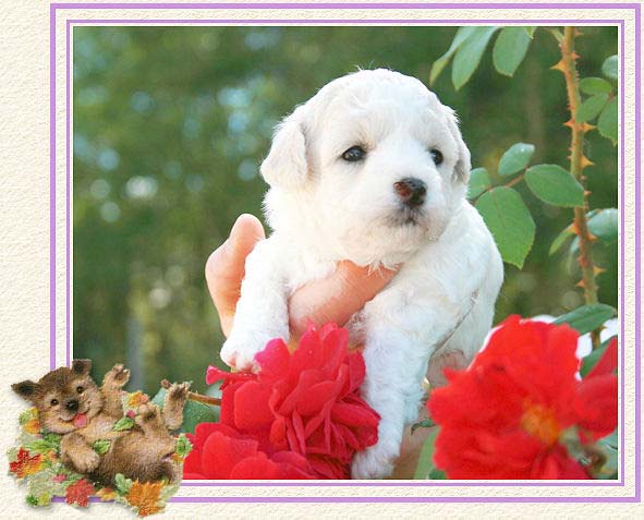 Un chiot au jardin avec des roses rouges