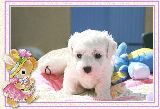Un chiot et une petite lapine au chapeau fleurie