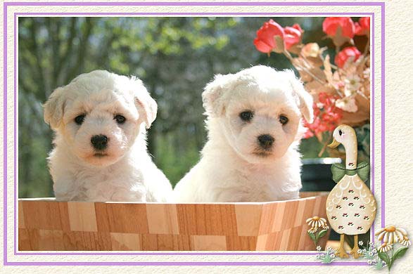 Deux chiots dans un panier, une canne avec des marguerites