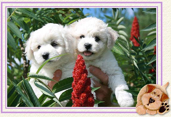 Deux chiots dans les mains et des grappes de fleurs rouges