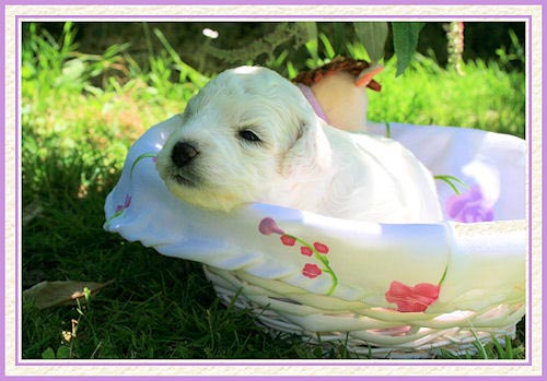 Un chiot blanc dans un panier