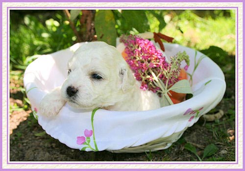 Un chiot dans un panier sur l'herbe
