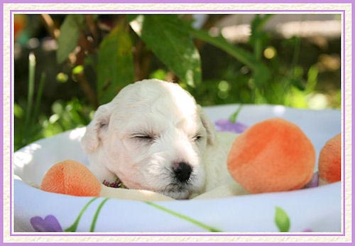 Un chiot blanc qui dort les yeux fermés