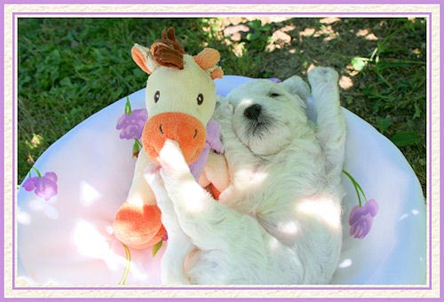 Un chiot sur le dos les pattes étirées