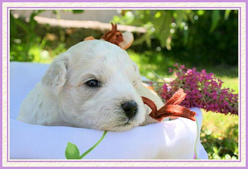 Un chiot blanc