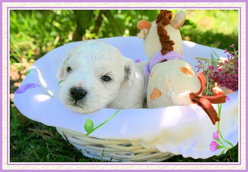 Un chiot bichon frisé