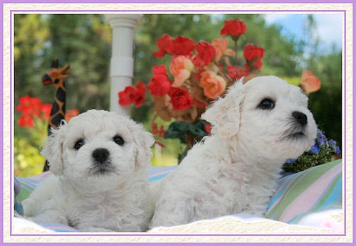 Trois chiots sous un beau ciel bleu et des nuages