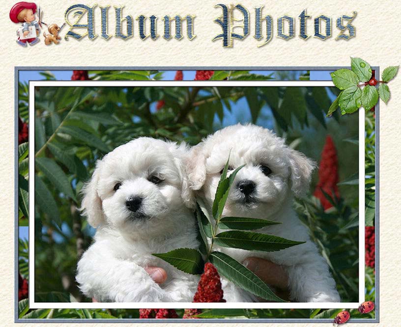Photo chiots bichons frisés au jardin