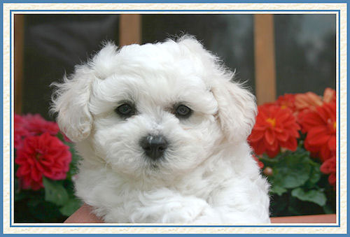 Chiot blanc et des fleurs rouges