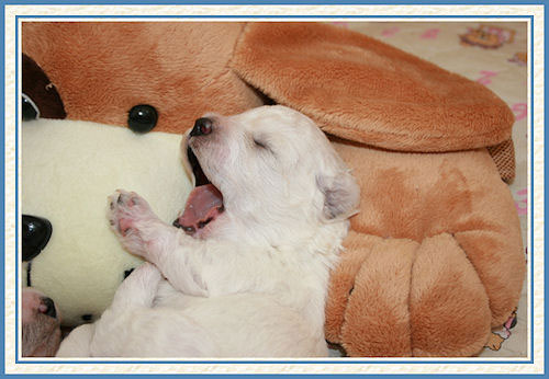 Un chiot qui baille