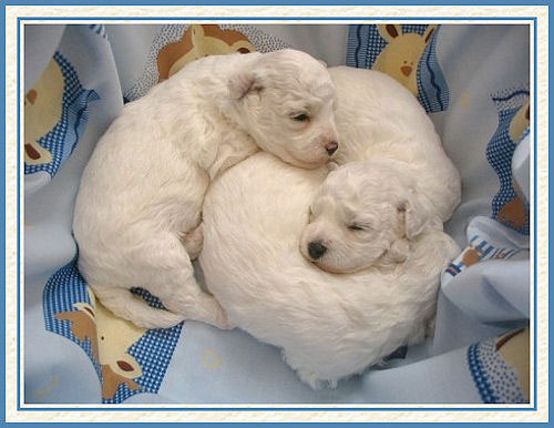 Trois chiots en boule