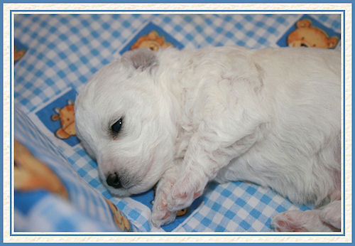 Un chiot blanc sur un drap bleu