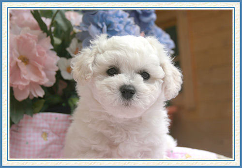 Image d'un chiot bichon frisé