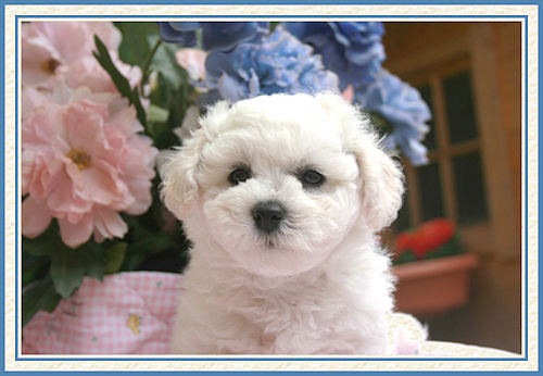Un chiot blanc