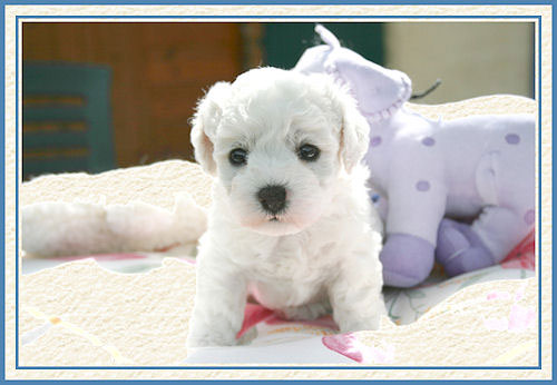 Un chiot et sa peluche