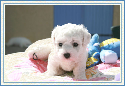 Un chiot blanc et une peluche bleue