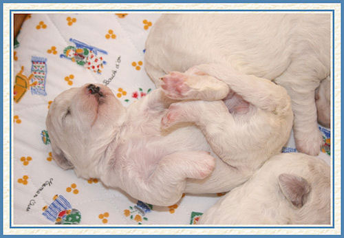 Un chiot qui dort sur le dos